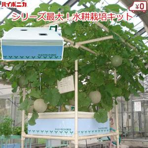 水耕栽培キット 家庭用 家庭菜園 水耕栽培 セット 液肥付き 室内 屋内