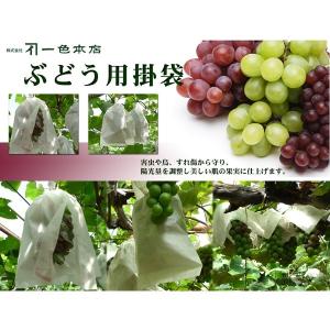 一色本店 ぶどう掛け袋 100枚 果実袋 掛け...の詳細画像1