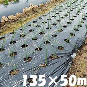 愛農 黒マルチ 穴あきマルチ 95cm×50m 5列 黒マルチシート 穴開き