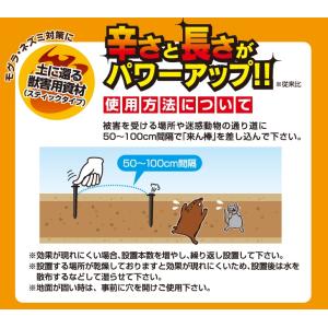 激辛唐辛子エキス 来ん棒 100本 日本製 も...の詳細画像3