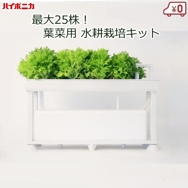 水耕栽培キット 家庭用 家庭菜園 水耕栽培 セット 液肥付き 室内 屋内 野菜 レタス ハーブ ホー...