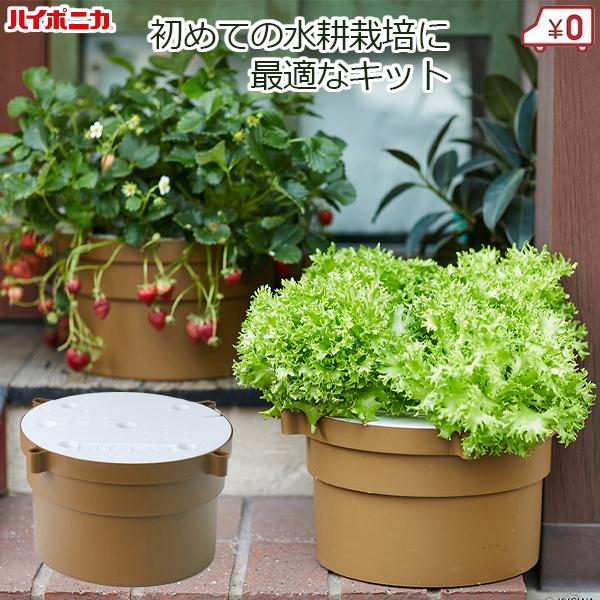 水耕栽培キット 野菜 水耕栽培 セット 家庭用 家庭菜園 ガーデニング ホームハイポニカ ぷくぷく2...