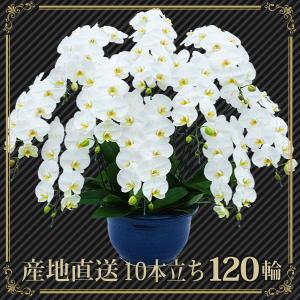 スタジオ蘭花 当選祝い Yahoo ショッピング