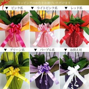 胡蝶蘭 お祝い 当選祝い ギフト 10本立ち ...の詳細画像3