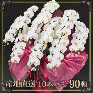 スタジオ蘭花 当選祝い Yahoo ショッピング
