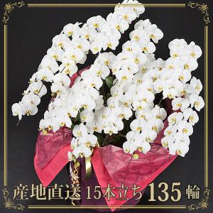 胡蝶蘭 お祝い 当選祝い ギフト 15本立ち 大輪 高級 産地直送 特Aクラス 送料無料 木札無料 白 135輪以上 就任祝い