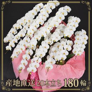 胡蝶蘭 お祝い 当選祝い ギフト 20本立ち 大輪 高級 産地直送 特Aクラス 送料無料 木札無料 白 180輪以上 就任祝い