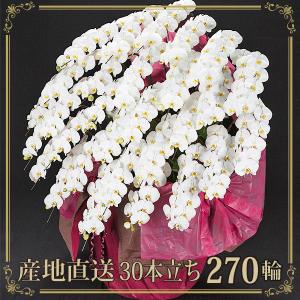 胡蝶蘭 お祝い 当選祝い ギフト 30本立ち 大輪 高級 産地直送 特Aクラス 送料無料 木札無料 白 270輪以上 就任祝い
