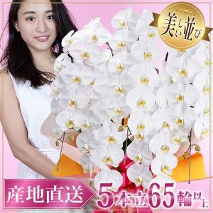 胡蝶蘭 お祝い 開店祝い ギフト 大輪 5本立ち 高級 産地直送 特Aクラス 送料無料 木札無料 白 赤リップ ピンク 65輪以上 紅白 当選祝い