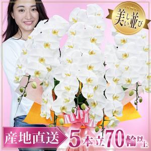 胡蝶蘭 お祝い 開店祝い ギフト 5本立ち 高級 産地直送 特Aクラス 送料無料 木札無料 白 赤リップ ピンク 70輪以上 紅白 当選祝い
