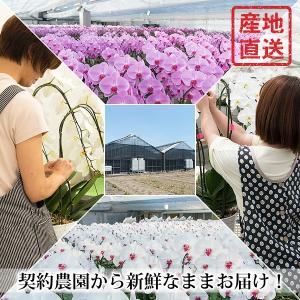 胡蝶蘭 お祝い 開店祝い ギフト 5本立ち 高...の詳細画像1