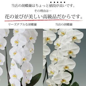 胡蝶蘭 お祝い 開店祝い ギフト 5本立ち 高...の詳細画像4