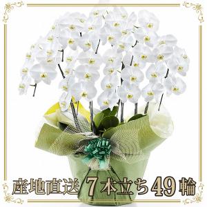胡蝶蘭 お祝い 当選祝い ギフト 7本立ち 大輪 高級 産地直送 特Aクラス 送料無料 木札無料 白 赤リップ ピンク 49輪以上 就任祝い