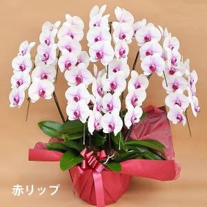 胡蝶蘭 お祝い 当選祝い ギフト 7本立ち 大...の詳細画像2