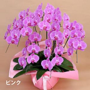 胡蝶蘭 お祝い 当選祝い ギフト 7本立ち 大...の詳細画像3