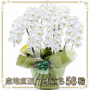 胡蝶蘭 お祝い 当選祝い ギフト 7本立ち 大輪 高級 産地直送 特Aクラス 送料無料 木札無料 白 赤リップ ピンク 56輪以上 就任祝い