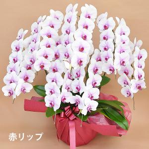 胡蝶蘭 お祝い 当選祝い ギフト 7本立ち 大...の詳細画像2