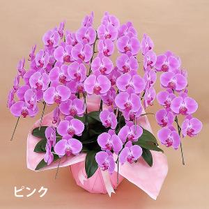 胡蝶蘭 お祝い 当選祝い ギフト 7本立ち 大...の詳細画像3