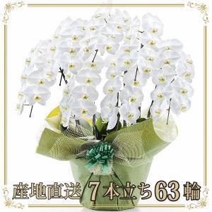 胡蝶蘭 お祝い 当選祝い ギフト 7本立ち 大輪 高級 産地直送 特Aクラス 送料無料 木札無料 白 赤リップ ピンク 63輪以上 就任祝い