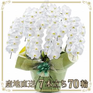 胡蝶蘭 お祝い 当選祝い ギフト 7本立ち 大輪 高級 産地直送 特Aクラス 送料無料 木札無料 白 赤リップ ピンク 70輪以上 就任祝い