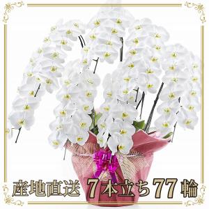 胡蝶蘭 お祝い 当選祝い ギフト 7本立ち 大輪 高級 産地直送 特Aクラス 送料無料 木札無料 白 赤リップ ピンク 77輪以上 就任祝い
