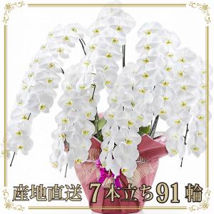 スタジオ蘭花 当選祝い Yahoo ショッピング