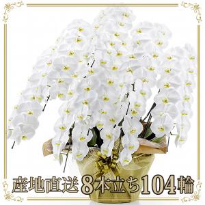胡蝶蘭 お祝い 当選祝い ギフト 8本立ち 大輪 高級 産地直送 特Aクラス 送料無料 木札無料 白 104輪以上 就任祝い