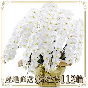 胡蝶蘭 お祝い 当選祝い ギフト 8本立ち 大輪 高級 産地直送 特Aクラス 送料無料 木札無料 白 112輪以上 就任祝い