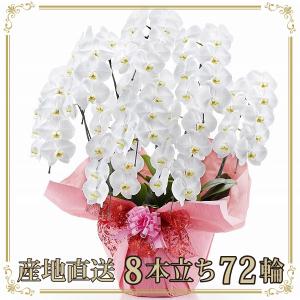 胡蝶蘭 お祝い 当選祝い ギフト 8本立ち 大輪 高級 産地直送 特Aクラス 送料無料 木札無料 白 赤リップ ピンク 72輪以上 就任祝い