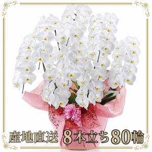 胡蝶蘭 お祝い 当選祝い ギフト 8本立ち 大輪 高級 産地直送 特Aクラス 送料無料 木札無料 白 赤リップ ピンク 80輪以上 就任祝い