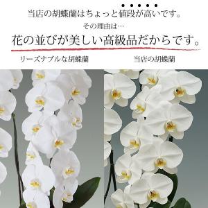 胡蝶蘭 お祝い 当選祝い ギフト 8本立ち 大...の詳細画像5