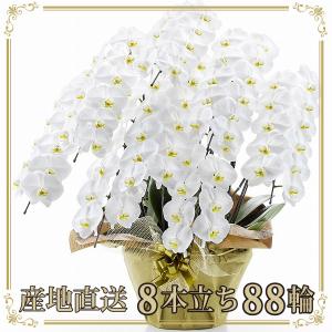 胡蝶蘭 お祝い 当選祝い ギフト 8本立ち 大輪 高級 産地直送 特Aクラス 送料無料 木札無料 白 赤リップ ピンク 88輪以上 就任祝い