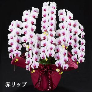胡蝶蘭 お祝い 当選祝い ギフト 8本立ち 大...の詳細画像2