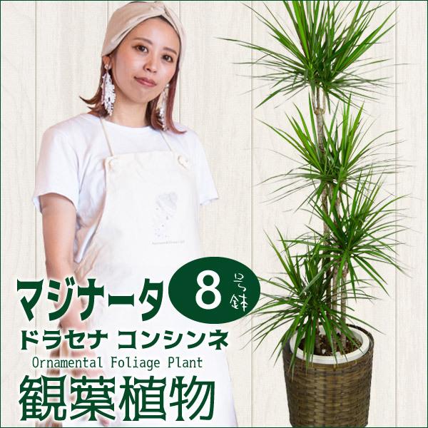 ドラセナ コンシンネ マジナータ 8寸 カゴ付き 観葉植物 送料無料 開店祝い 新築祝い