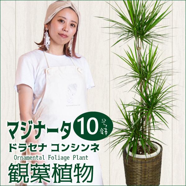 ドラセナ コンシンネ マジナータ 10寸 カゴ付き 観葉植物 送料無料 開店祝い 新築祝い