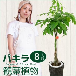 パキラ 8寸 カゴ付き 観葉植物 送料無料 開店祝い 新築祝い｜st-ranka