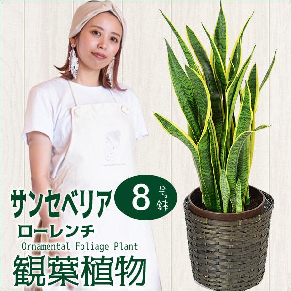 サンセベリア ローレンチ 8寸 カゴ付き 観葉植物 サンスベリア ローレンティー 送料無料 開店祝い...