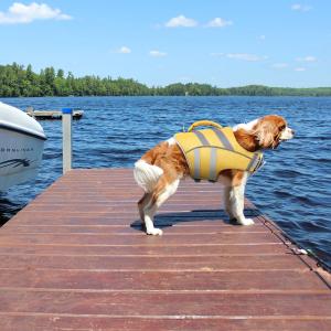 Kuoser犬用ライフジャケット 小型犬用 ラ...の詳細画像4