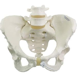 仙腸関節と恥骨結合部が動く女性骨盤模型 女性骨盤モデル 可動型 3b Scientific S ショップ ドリームキッズ 21 通販 Yahoo ショッピング