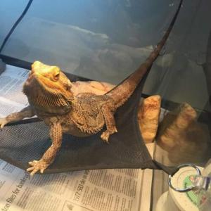 爬虫類 トカゲ ハンモック メッシュ 2点セッ...の詳細画像2