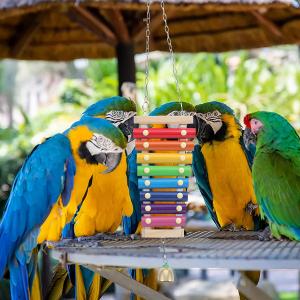 オウム インコ 鳥用 おもちゃ 楽器 バードト...の詳細画像1