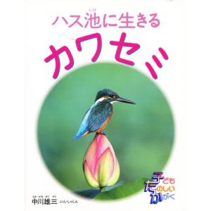 ハス池に生きるカワセミ