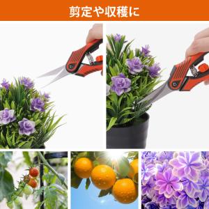 【最短当日発送】 芽切り鋏 芽切鋏 芽切りばさ...の詳細画像2