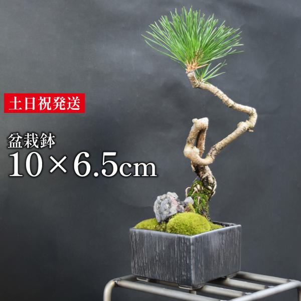 盆栽鉢 3.5号 植木鉢 和風 角鉢 磁器 陶器 陶磁器 三河内焼 ギフト 正月 花器 おしゃれ か...