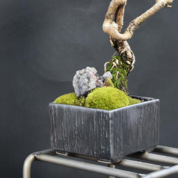 多肉植物 鉢 盆栽鉢 正方形 植木鉢 3号 直径10x高さ6.5cm グレー 三河内焼 和風 和モダ...