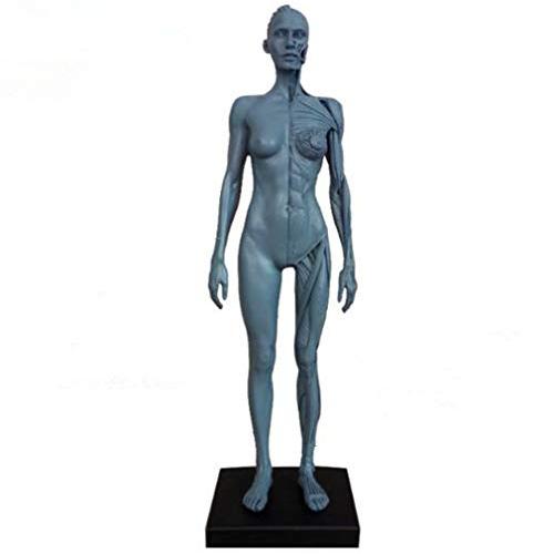 人体模型 筋肉模型 高品質解剖模型 30cm 医学模型 人体解剖 医学教育 整形外科 男性 / 女性...