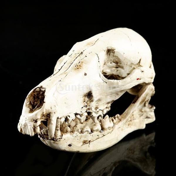 ノーブランド品樹脂製 キツネ 頭骨 レプリカ 頭部骨格 現実的 教育 モデル 装飾