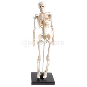 人間骨格 スケルトン 子ども 全身モデル 模型 PVC製 人体解剖学用 学習用 42cm 実用的｜stk-shop