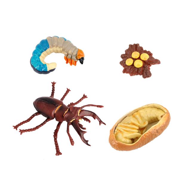 動物のライフサイクルの教室の教材5歳以上の昆虫