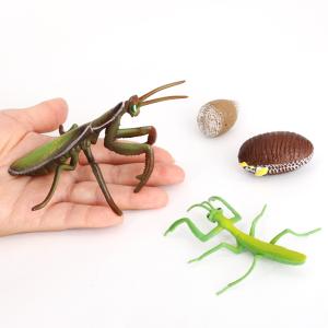 1セット昆虫ライフサイクルのカマキリ4-ステージ教室の授業アクセサリー教育玩具子供のための学生友人教師